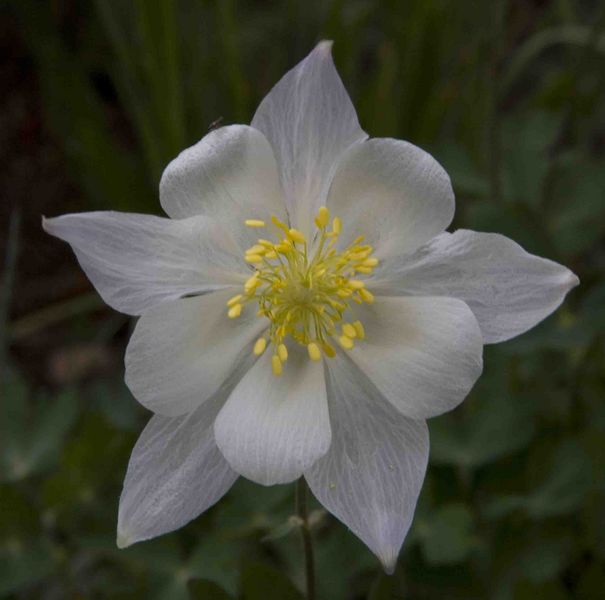 Columbine Flower. Photo by Dave Bell.