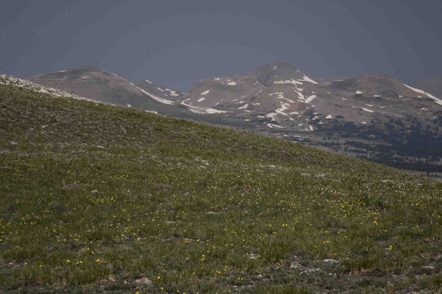 Alpine Meadow And Pyramid Peak. Photo by Dave Bell.