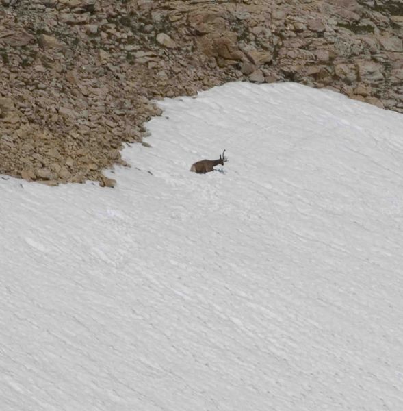 Bull Elk Cooling Off On Snowfield. Photo by Dave Bell.