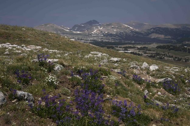 Lupine At 10,400 Feet. Photo by Dave Bell.