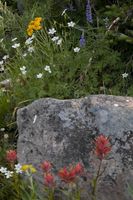 Rock Creek Flowers. Photo by Dave Bell.