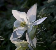 Columbine. Photo by Dave Bell.