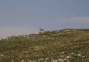 High Altitude Antelope At 10,400 Feet. Photo by Dave Bell.