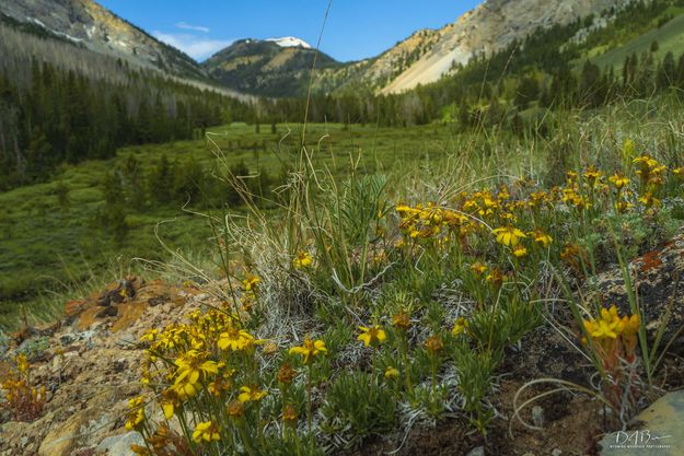 Spring Beauty. Photo by Dave Bell.