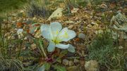 Gumbo Evening-Primrose. Photo by Dave Bell.