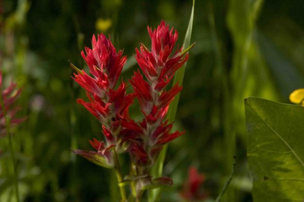 Spectacular Indian Paintbrush. Photo by Dave Bell.