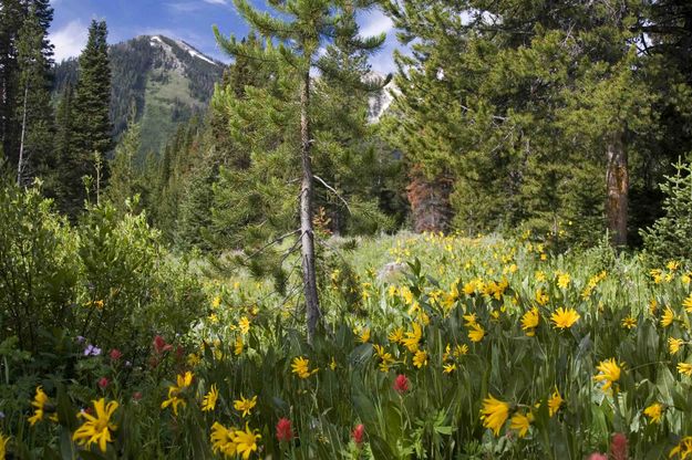 Flowers Line The Valley. Photo by Dave Bell.