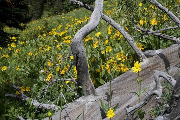 Flowers, Flowers and More Flowers. Photo by Dave Bell.