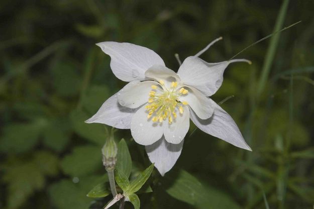 Dew Laden Columbine. Photo by Dave Bell.