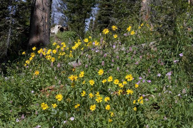 Yellow Flowers and Forest Floor. Photo by Dave Bell.