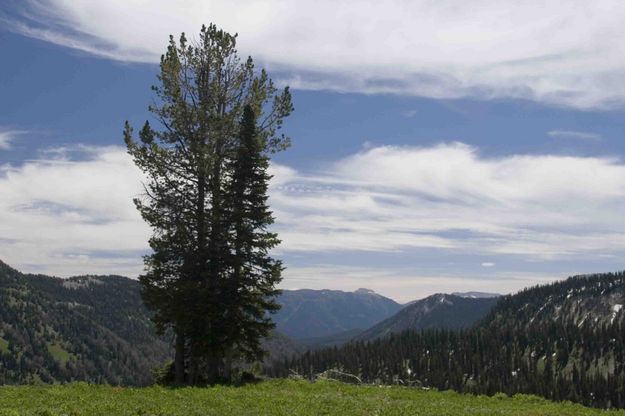 Lonely Trees Guarding Head Of Valley. Photo by Dave Bell.