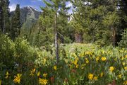 Flowers Line The Valley. Photo by Dave Bell.