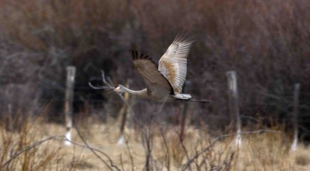 Sandhill In Flight--Up Stroke. Photo by Dave Bell.