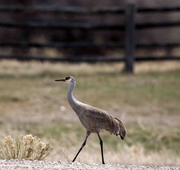 Sandhill Crane. Photo by Dave Bell.