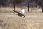 Sandhill Crane Launching. Photo by Dave Bell.