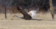 Sandhill Crane In Flight. Photo by Dave Bell.