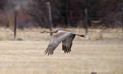 Sandhill In Flight--Down Stroke. Photo by Dave Bell.