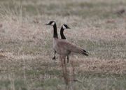 Goose Indecision. Photo by Dave Bell.