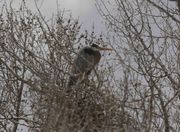 Blue Heron--Stuck At The Nest. Photo by Dave Bell.