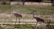 Sandhills On Foot. Photo by Dave Bell.