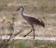 Walking Tall. Photo by Dave Bell.