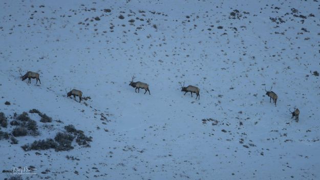 Six Early Winter Bulls. Photo by Dave Bell.