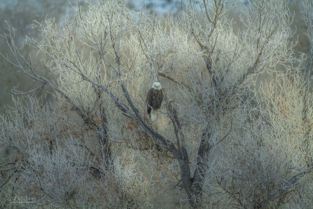 Frosty Eagle In A Frosty Tree. Photo by Dave Bell.