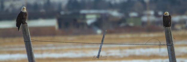 Ties That Bind. Photo by Dave Bell.