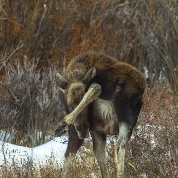 Don't Try This At Home. Photo by Dave Bell.