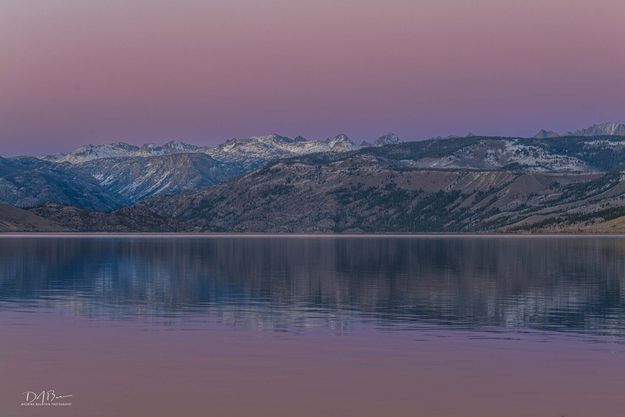 Venus Pink. Photo by Dave Bell.