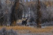 Morning Moose. Photo by Dave Bell.