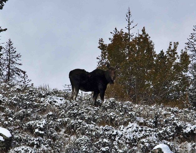 Moose. Photo by Dave Bell.