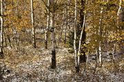 Aspens In Campground. Photo by Dave Bell.