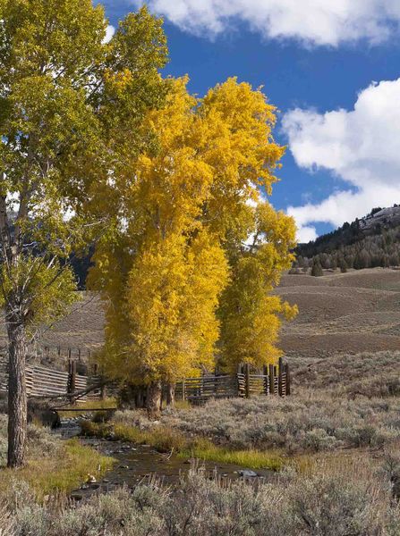 Golden. Photo by Dave Bell.