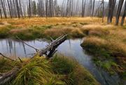 Fall Grasses. Photo by Dave Bell.