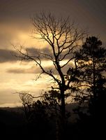 Morning Silhouette. Photo by Dave Bell.