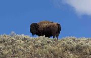 Buffalo Ridge. Photo by Dave Bell.