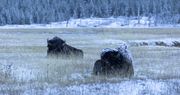 Snowy Buffalo. Photo by Dave Bell.