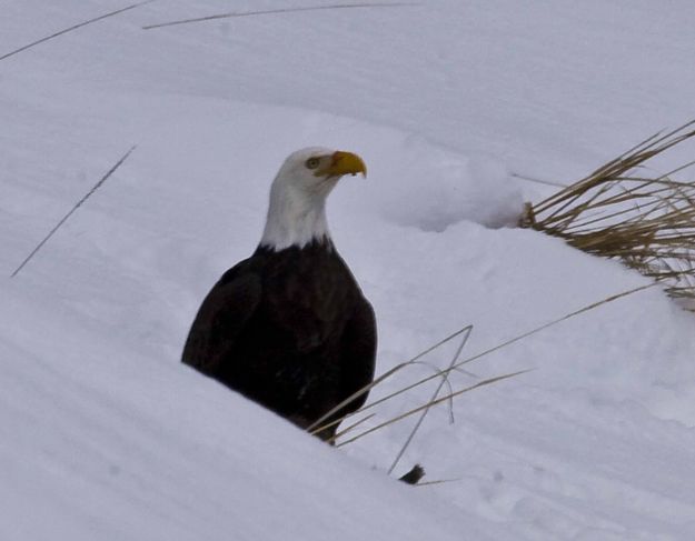 Bald Eagle. Photo by Dave Bell.