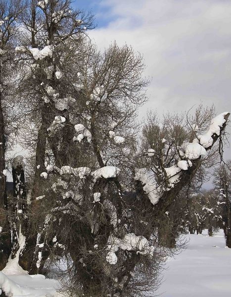Cottonwood Snowcatcher. Photo by Dave Bell.