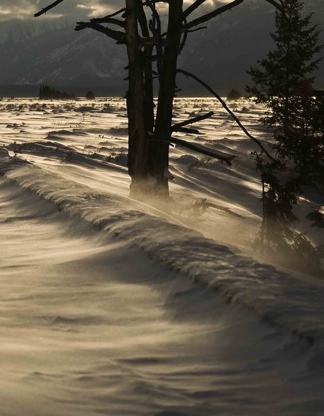 Snag and Blowing Snow. Photo by Dave Bell.