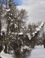 Cottonwood Snowcatcher. Photo by Dave Bell.