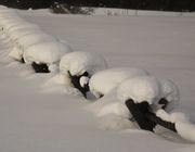 Buckrail Fence. Photo by Dave Bell.