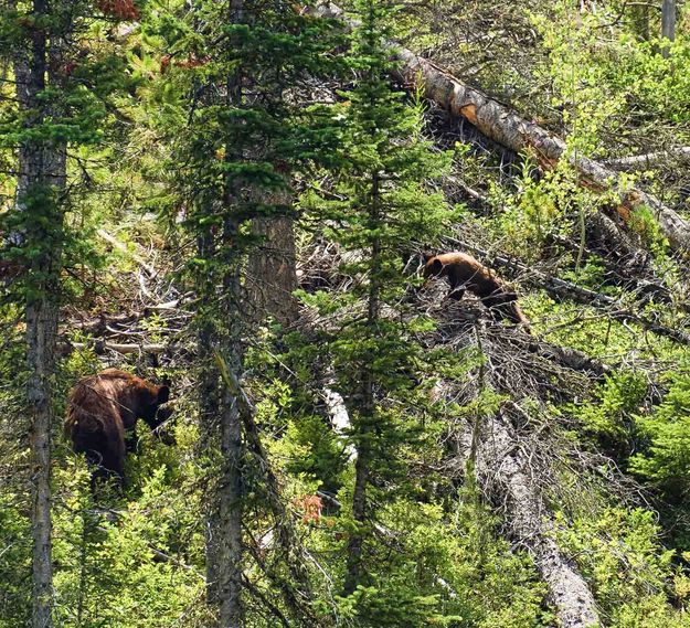 Mom And Cub. Photo by Dave Bell.