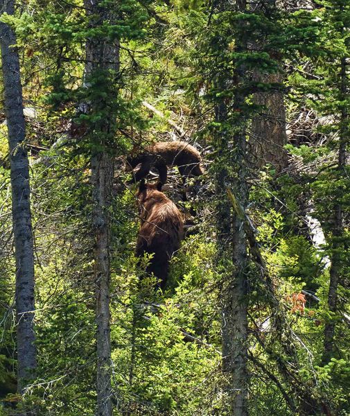 Bears. Photo by Dave Bell.