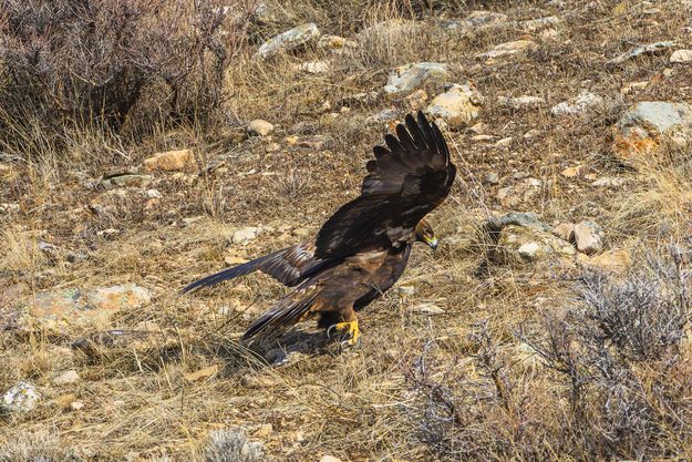 Too Full To Fly. Photo by Dave Bell.