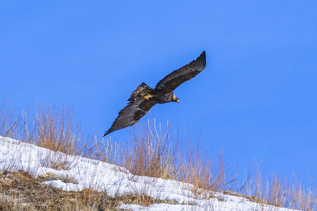Catching The Updraft. Photo by Dave Bell.