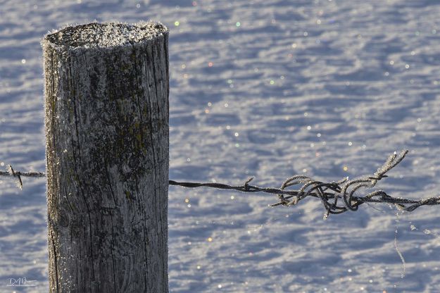 Sparkly Wire. Photo by Dave Bell.