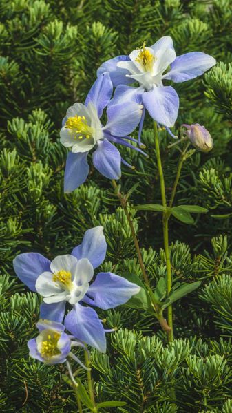 Colorful Columbine. Photo by Dave Bell.