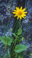 Alpine Sunflower. Photo by Dave Bell.